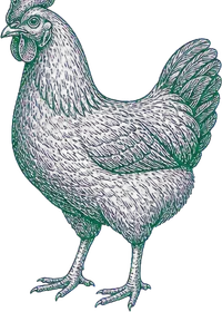 Grabado en línea de una gallina de perfil