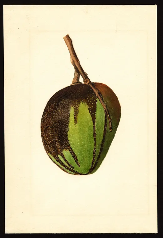 Acuarela de un mango variedad Bennett en tonos verdes y marrones