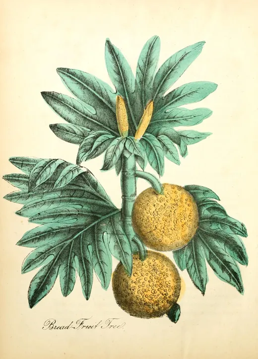 Lámina botánica del panapén: rama con dos frutas amarillas y hojas verdes
