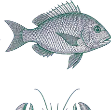 Grabado en línea verde de un pescado entero de perfil