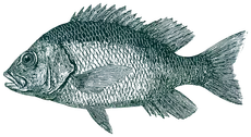 Grabado en línea verde de un pescado entero de perfil